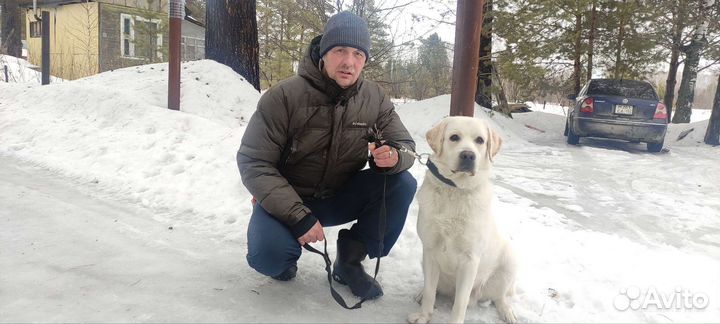 Кобель лабрадора вязка