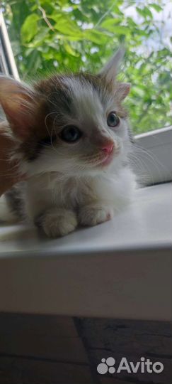 Девочка в добрые руки