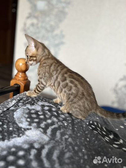 Бенгальский котенок