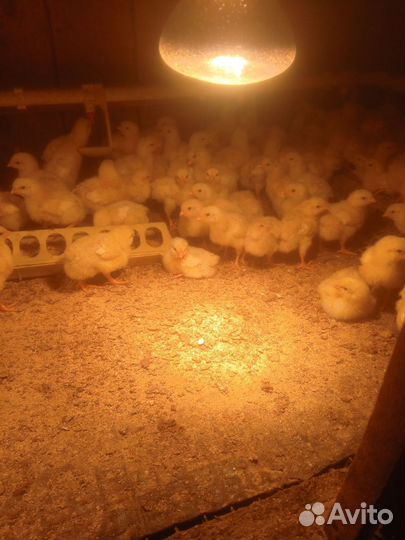 Цыплята бройлеры кобб 500 Чехия, вылуп 21.07.24