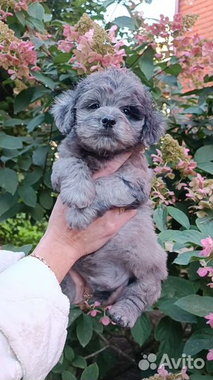 Мальтипу мальчики и девочки