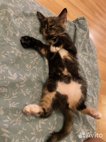 Котята в добрые руки:черненький и трехцветный