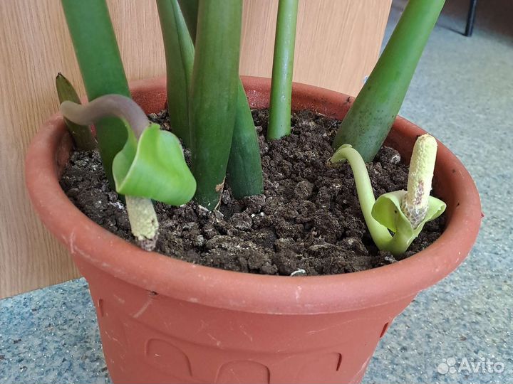 Замиокулькас