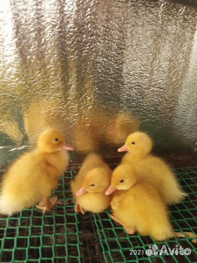 Суточная птица