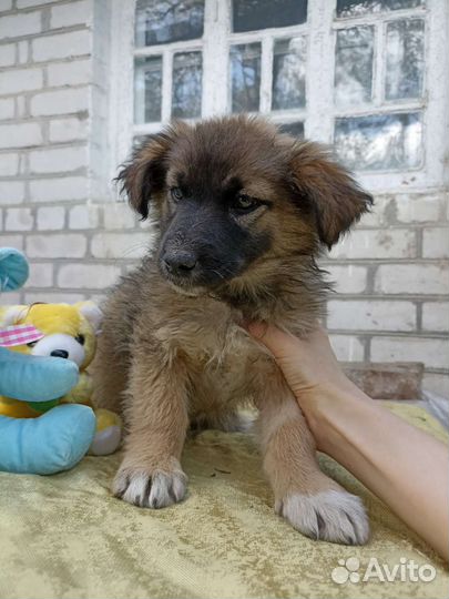 Щенок в добрые руки