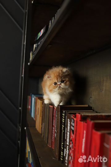 Персидские котята