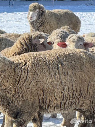 Овцы матки с ягнятами