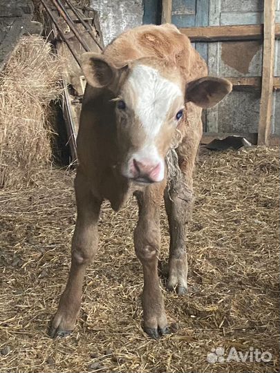 Бычëк (не контракт)