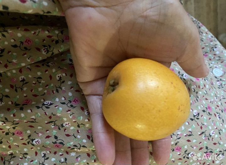 Мушмула сортовая