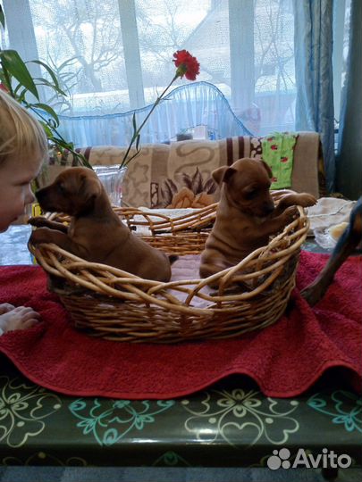 Щенки цвергпинчера