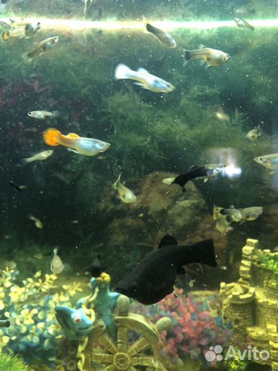 Аквариумные рыбки