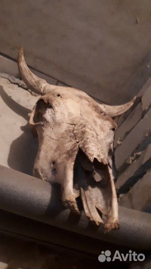 Череп и кости крс