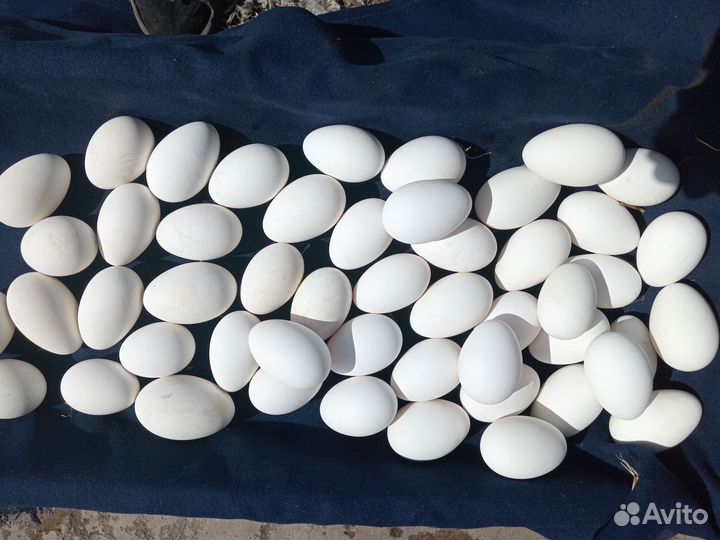 Инкубационное яйцо гуся