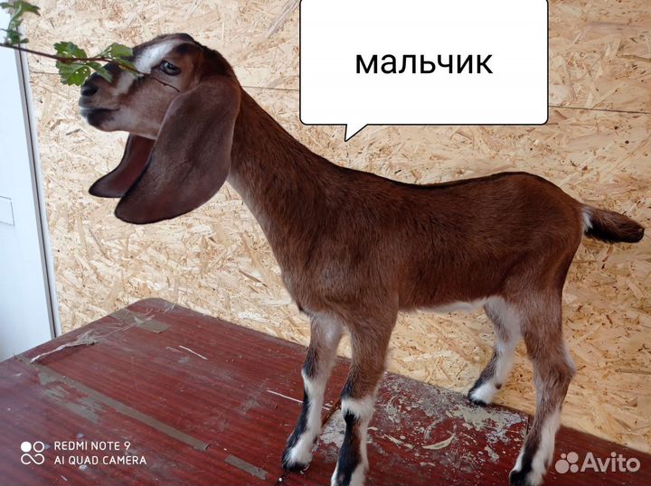 Козлята 100 нубийские