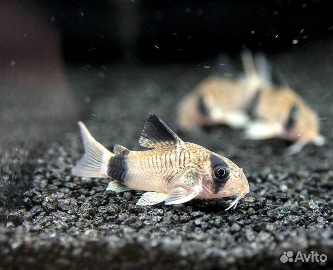 Коридорас Панда (Corydoras Panda)