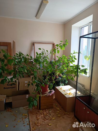 Комнатные растения большие бесплатно