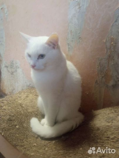 Кошечка Сима в добрые руки
