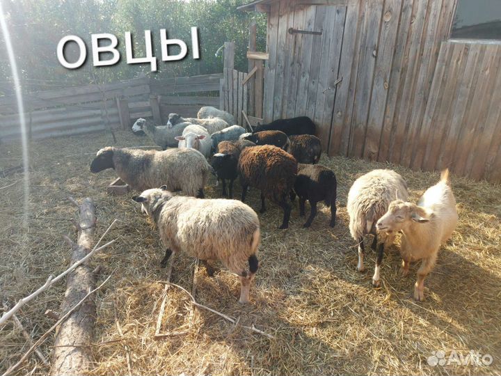 Романовские Овцы бараны ягнята