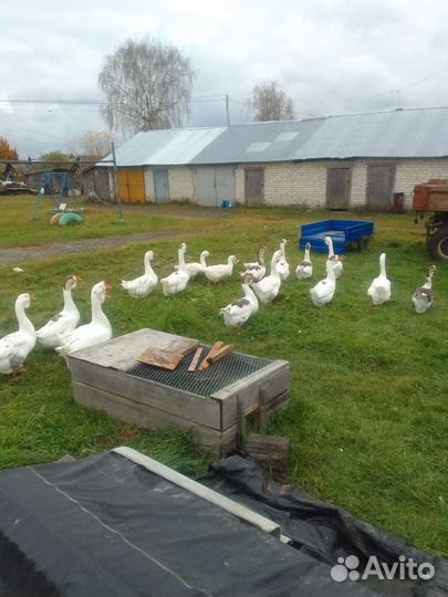 Холмогорские гуси