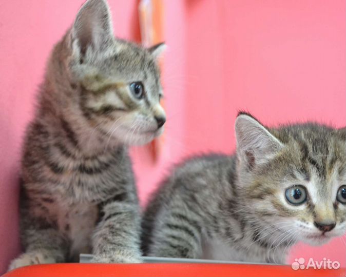 Котята девочки