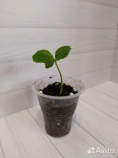 Кофе арабика