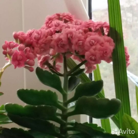 Каланхоэ цветущий
