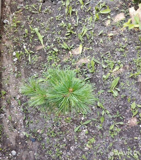 Саженец кедра