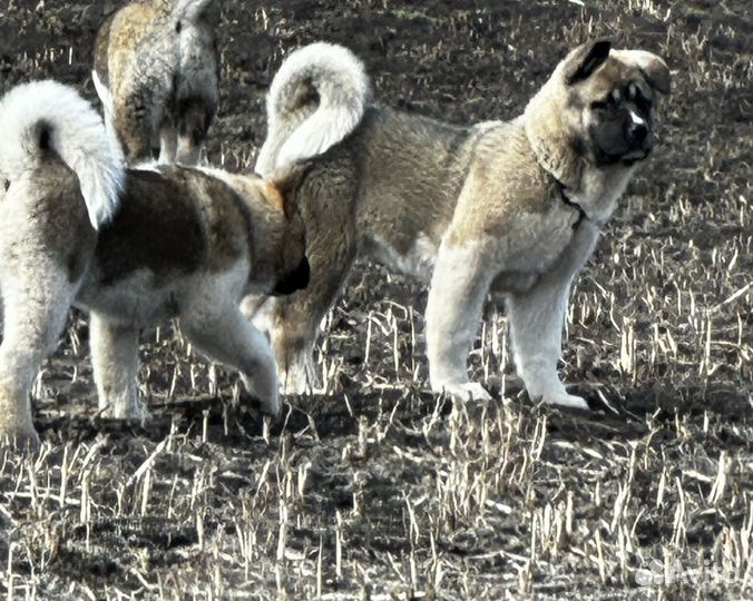 Собаки щенки