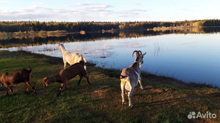 Дойные козы