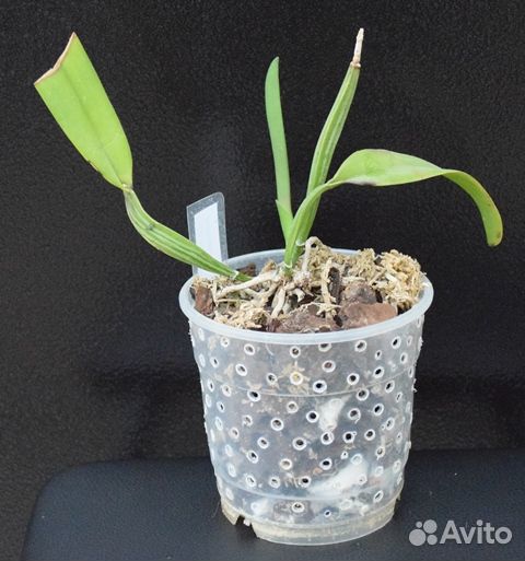 Орхидея сортовая каттлея