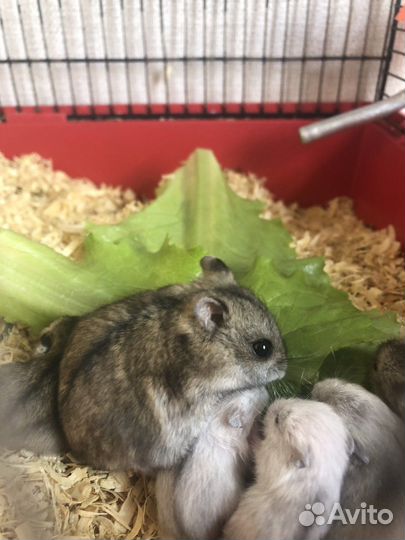 Джунгарский хомяк