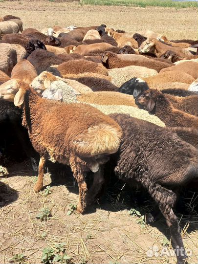 Бараны гиссарские