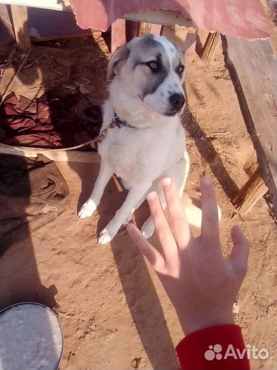 Собаки бесплатно в добрые руки