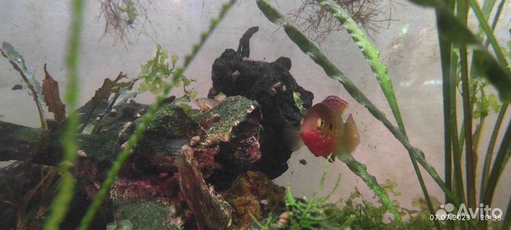 Хромис-красавец (лат. Hemichromis bimaculatus)