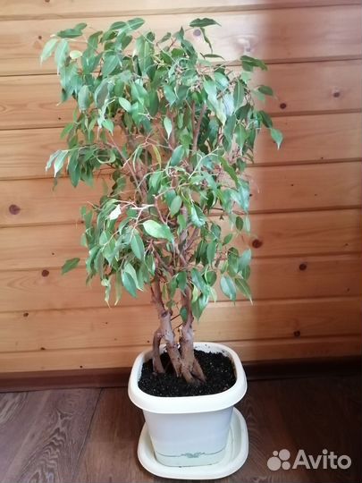 Фикус бенджамина