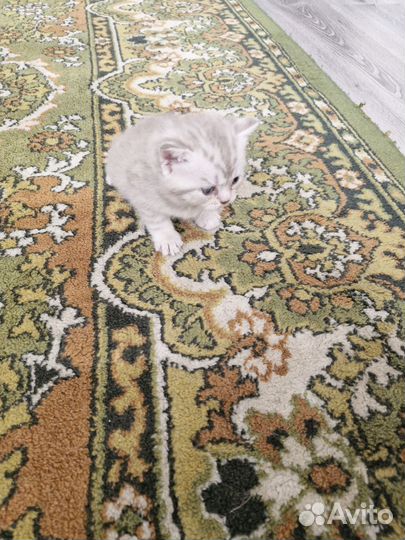 Кошки в добрые руки породистые