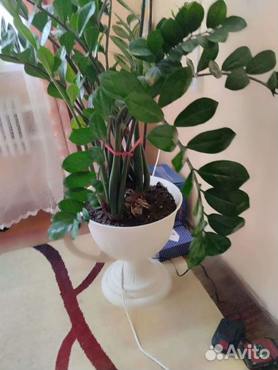 Замиокулькас