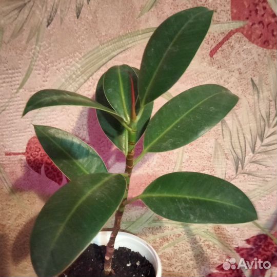 Комнатные растения