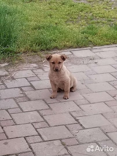 Щенок в добрые руки