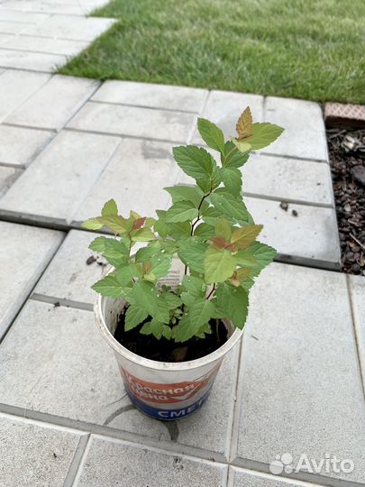 Кустарники быстрорастущие декоративные набор 6 шт