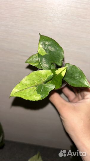 Сингониумы