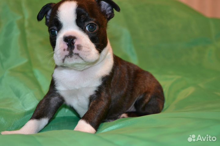 Щенки бостон терьер