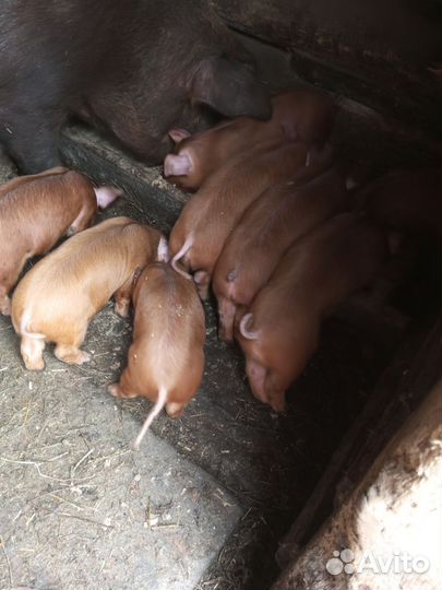Поросята Дюрок Племенные