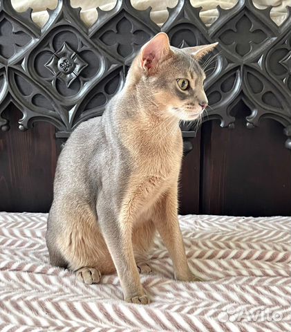 Котята Абиссинской породы объявление продам