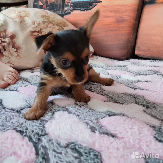 Йоркширский терьер