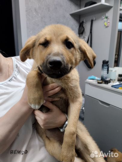 Домашние животные