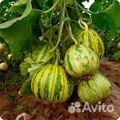 Огурдыни 6 сортов семена