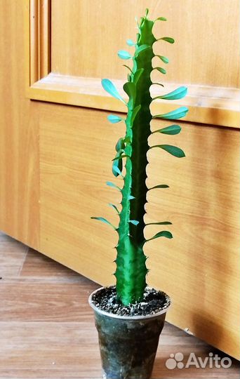 Молочай трехгранный треугольный суккулент