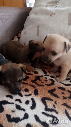 Мини той-терьер