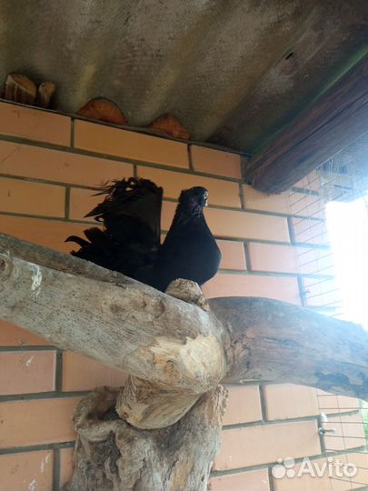 Голуби декоративные